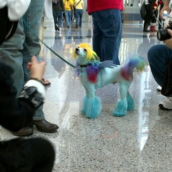 Size: 1280x1280 | Tagged: safe, rainbow dash, dog, human, g4, cosplay, dark genitals, irl, irl dog, irl human, nudity, photo, rule 63, sheath