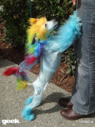 Size: 800x1067 | Tagged: safe, rainbow dash, dog, g4, clothes, cosplay, costume, dark genitals, irl, irl dog, nudity, photo, sheath