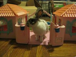 Size: 960x720 | Tagged: safe, rabbit, g1, barely pony related, irl, paradise estate, pet, photo, playset