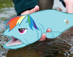 Size: 400x311 | Tagged: safe, artist:geckofex, edit, rainbow dash, fish, human, rainbow trout, g4, fishified, fishy fishy, irl, kanye west, not salmon, photo, ponies in real life, that's totally a salmon, wat, what has science done