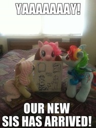 Size: 612x816 | Tagged: safe, fluttershy, pinkie pie, rainbow dash, pony, g4, box, build-a-bear, cute, image macro, irl, meme, photo, plushie, pony in a box