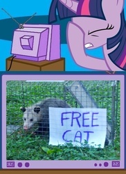 Size: 562x771 | Tagged: safe, twilight sparkle, cat, opossum, g4, exploitable meme, facehoof, fail, meme, seems legit, tv meme