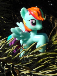 Size: 1944x2592 | Tagged: safe, rainbow dash, pony, g4, blind bag, evergreen tree, figure, irl, photo, pine tree, solo, toy, tree