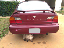 Size: 2592x1952 | Tagged: safe, twilight sparkle, cat, g4, car, cutie mark, nissan, nissan maxima, photo, sticker