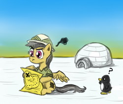 Size: 850x721 | Tagged: safe, artist:fadri, daring do, bird, pegasus, penguin, pony, g4, female, igloo, lost, map, solo