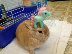 Size: 1024x768 | Tagged: safe, minty, rabbit, g3, irl, photo, stuff on my rabbit, toy