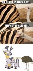 Size: 496x1066 | Tagged: safe, artist:bakki, zecora, ostrich, zebra, g4, blushing, confused, duo, embarrassed, female, frown, image macro, looking back, mare, ponified animal photo, tell me your secrets, wat, wide eyes, zebra butt