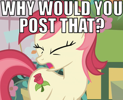 Size: 800x650 | Tagged: safe, edit, edited screencap, screencap, roseluck, pony, bridle gossip, g4, caption, cropped, eyes closed, female, image macro, open mouth, reaction image, solo