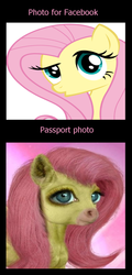 Size: 651x1360 | Tagged: safe, artist:hitsuji16, fluttershy, pony, g4, duckface, facebook, female, passport, realistic, solo, uncanny valley