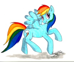 Size: 600x503 | Tagged: safe, artist:gina-su, rainbow dash, g4, traditional art