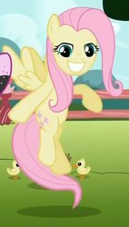Size: 455x802 | Tagged: safe, screencap, fluttershy, pegasus, pony, g4, may the best pet win, season 2, cropped, duckling, faic, female, find a pet, smiling, solo