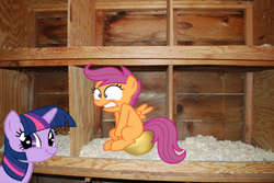 Size: 499x334 | Tagged: safe, scootaloo, twilight sparkle, g4, chicken coop, golden egg, scootachicken, twiface, wrong neighborhood