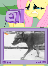 Size: 563x771 | Tagged: safe, fluttershy, pony, g4, crying, exploitable meme, extinct, fluttercry, marsupial, meme, thylacine, tv meme