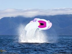 Size: 1600x1200 | Tagged: safe, edit, sweetie belle, whale, g4, breach, d:, female, frown, maw, national geographic, nose in the air, ocean, open mouth, ponies in real life, solo, uvula, wat, water