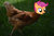 Size: 1280x851 | Tagged: safe, artist:jajamola88, edit, scootaloo, chicken, g4, grass, ponies in real life, scootachicken