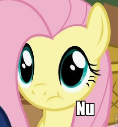 Size: 452x482 | Tagged: safe, fluttershy, pony, g4, :t, female, frown, image macro, no, nu, reaction image, roflbot, solo