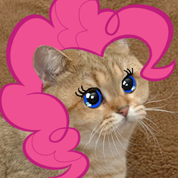 Size: 250x250 | Tagged: safe, pinkie pie, cat, g4, grafics cat, photoshop, starecat