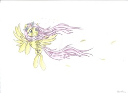 Size: 900x654 | Tagged: safe, artist:sweeterwho, fluttershy, g4, female, solo, traditional art