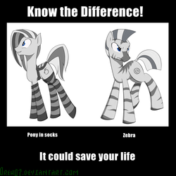 Size: 2048x2048 | Tagged: safe, artist:oreh07, oc, oc only, zebra, fallout equestria, clothes, know the difference, saddle, socks, striped socks