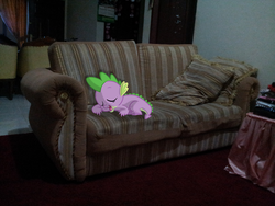 Size: 2264x1698 | Tagged: safe, artist:appleandmuffin, spike, g4, couch, irl, photo, ponies in real life, sleeping