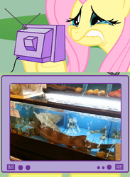 Size: 563x771 | Tagged: safe, fluttershy, tank, shark, g4, animal abuse, cruel, exploitable meme, fluttercry, market, meme, tv meme