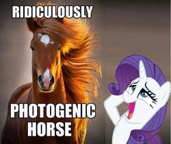 Size: 741x623 | Tagged: safe, rarity, horse, g4, hoers, image macro, photogenic horse, windswept mane