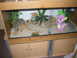Size: 1024x768 | Tagged: safe, spike, tank, g4, dragons in real life, ponies in real life