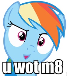 Size: 839x953 | Tagged: safe, rainbow dash, g4, female, image macro, reaction image, solo, u wot m8