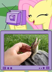 Size: 563x771 | Tagged: safe, fluttershy, alligator, crocodile, human, g4, baby, cute, exploitable meme, hand, meme, petting, tv meme