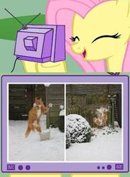 Size: 438x600 | Tagged: safe, fluttershy, cat, g4, exploitable meme, snow, snowball, tv meme