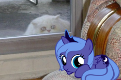 Size: 724x477 | Tagged: safe, princess luna, cat, pony, g4, creepy, filly, foal, ponies in real life, woona