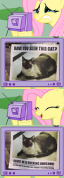 Size: 511x1398 | Tagged: safe, fluttershy, cat, g4, exploitable meme, fluttercry, tv meme