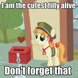 Size: 300x300 | Tagged: safe, screencap, tag-a-long, g4, just for sidekicks, badge sash, cute, cutest pony alive, donation box, female, filly guides, gingerbetes, image macro, roflbot, solo, thin mint