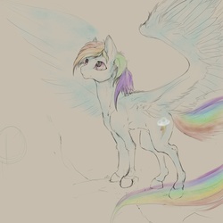 Size: 1811x1812 | Tagged: safe, artist:kredri, rainbow dash, g4, female, sketch, solo, traditional art