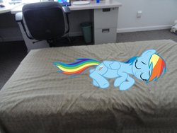 Size: 1032x774 | Tagged: safe, rainbow dash, g4, female, ponies in real life, sleeping, solo