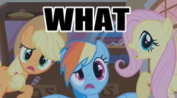 Size: 1000x554 | Tagged: safe, edit, edited screencap, screencap, applejack, fluttershy, rainbow dash, bridle gossip, g4, image macro, reaction image