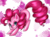 Size: 4500x3300 | Tagged: safe, artist:twiddledittle, pinkie pie, g4, female, high res, solo