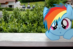 Size: 1920x1280 | Tagged: safe, artist:stormxf3, rainbow dash, dragonfly, fanfic:my little dashie, g4, female, filly, filly rainbow dash, insect on nose, irl, photo, ponies in real life, solo