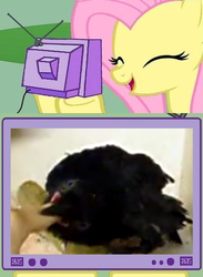 Size: 438x600 | Tagged: safe, fluttershy, crow, g4, biting, exploitable meme, finger, meme, nom, tv meme