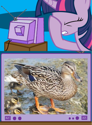 Size: 563x771 | Tagged: safe, twilight sparkle, duck, mallard, g4, duckling, exploitable meme, facehoof, fail, meme, op, tv meme