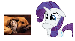 Size: 1104x602 | Tagged: safe, screencap, rarity, cat, dog, g4, crying, cute, puppy