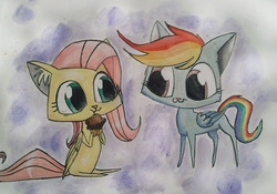 Size: 565x395 | Tagged: safe, artist:pechenyuha, fluttershy, rainbow dash, cat, g4, cute, muffin, rainbow cat, species swap