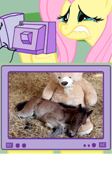 Size: 512x788 | Tagged: safe, fluttershy, horse, pegasus, pony, g4, exploitable meme, feels, female, fluttercry, foal, hoers, irl, mare, photo, sad, teary eyes, teddy bear, tv meme