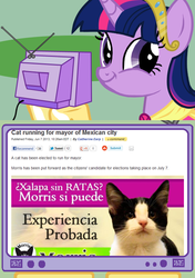 Size: 564x800 | Tagged: safe, twilight sparkle, alicorn, cat, pony, g4, exploitable meme, female, mare, mexico, spanish, tv meme, twiface, twilight cat, twilight sparkle (alicorn)