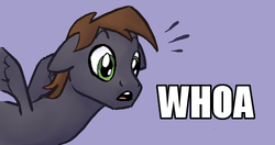 Size: 500x264 | Tagged: safe, artist:wingbeatpony, oc, oc only, oc:wingbeat, floppy ears, open mouth, reaction image, solo, spread wings, surprised, whoa, wide eyes