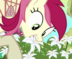 Size: 870x720 | Tagged: safe, screencap, roseluck, pony, a friend in deed, g4, calla lily, female, flower, grazing, herbivore, horses doing horse things, lily (flower), solo