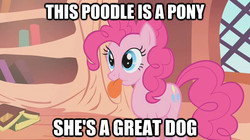 Size: 625x351 | Tagged: safe, edit, edited screencap, screencap, pinkie pie, dog, earth pony, pony, bridle gossip, g4, behaving like a dog, book, caption, cute, diapinkes, female, image macro, large tongue, mare, puppy pie, solo, spitty pie, text, tongue out