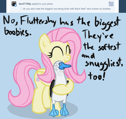 Size: 700x660 | Tagged: safe, artist:arrkhal, fluttershy, bird, booby, pegasus, pony, g4, animal, ask, cute, eyes closed, female, hug, mare, pun, smiling, snuggling, tumblr, visual pun