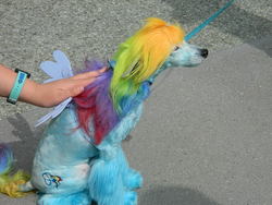 Size: 1024x768 | Tagged: safe, rainbow dash, dog, human, g4, cosplay, hand, irl, irl dog, irl human, photo, why sid why