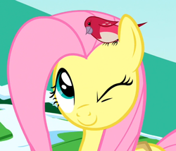 Size: 577x495 | Tagged: safe, screencap, fluttershy, bird, g4, winter wrap up, cropped, female, one eye closed, solo